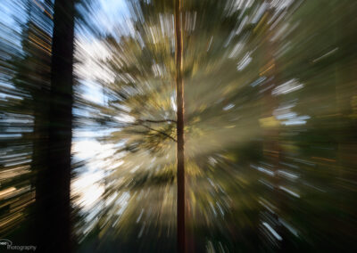 Forest (ICM)
