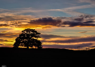 Oak sunset