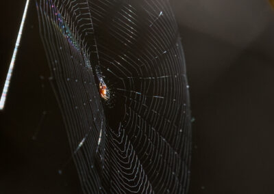 Spider in the web 02.05.2023