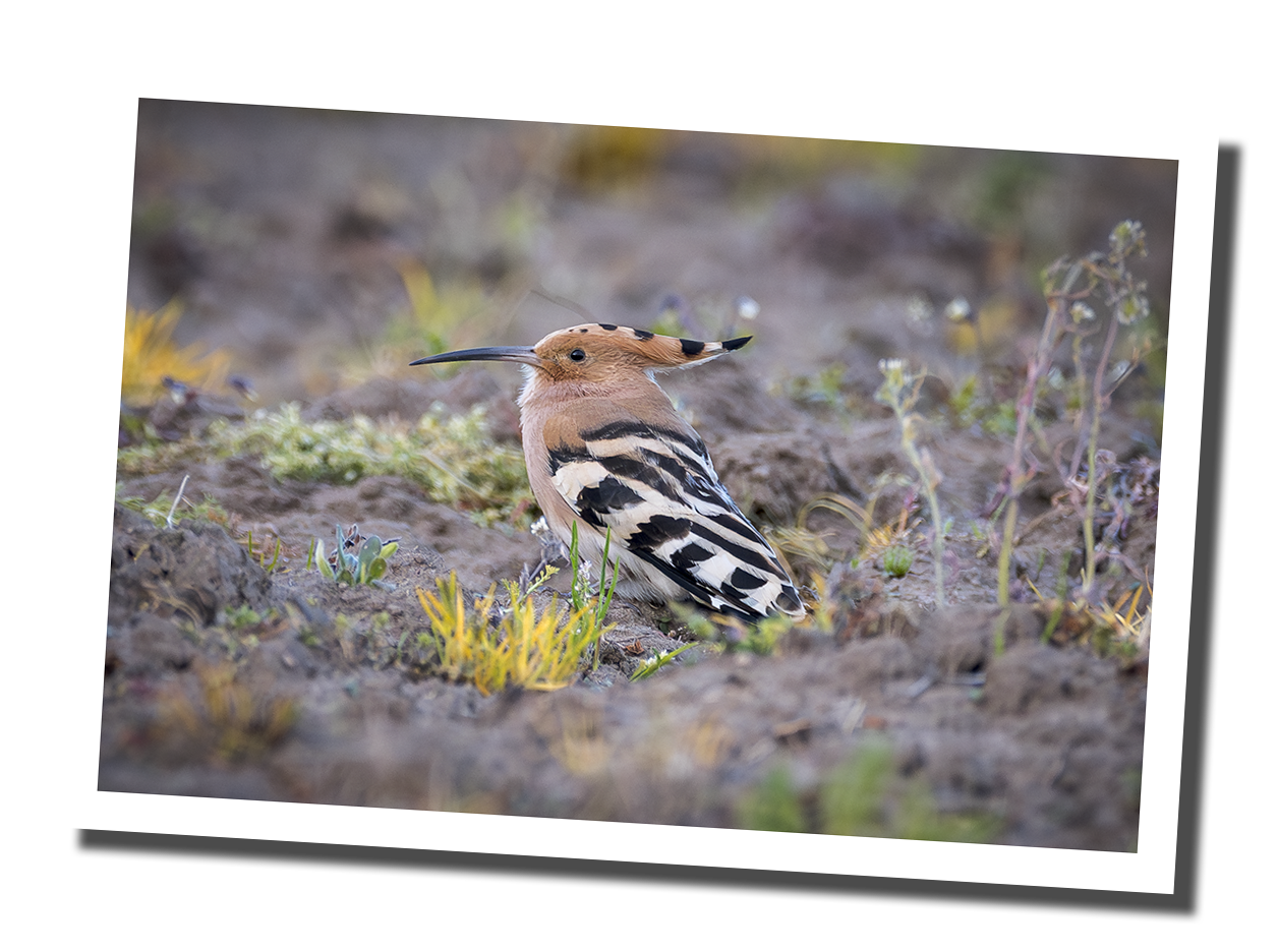Galliformes