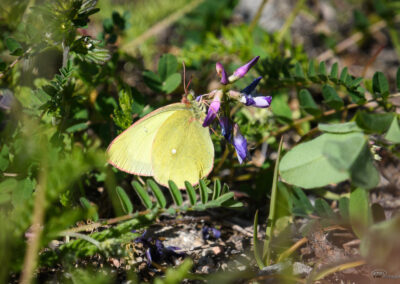 Myrgulvinge - Finland, Kilpisjärvi 17.07.2025