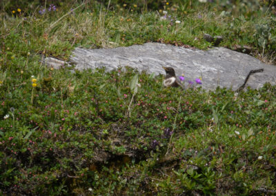 Ringtrost - Norge, Kåfjord 16.07.2025