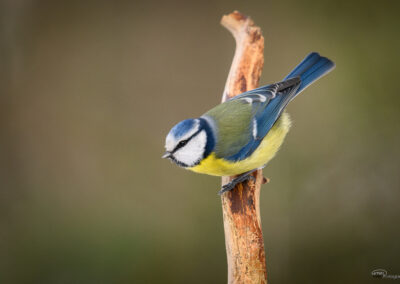 Blåmeis - Norge, Fredrikstad 14.02.2026