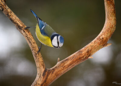 Blåmeis - Norge, Fredrikstad 14.02.2026