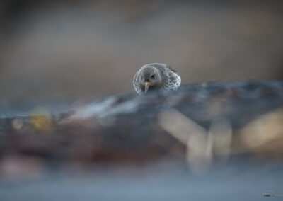 Fjæreplytt - Norge, Bygdøy 14.03.2026