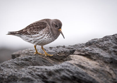 Fjæreplytt - Norge, Bygdøy 14.03.2026
