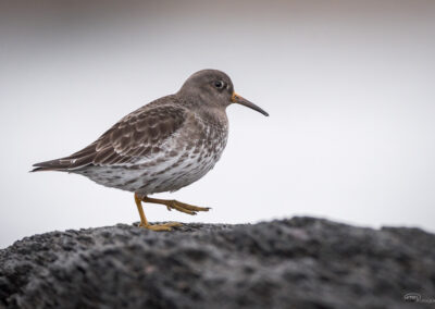 Fjæreplytt - Norge, Bygdøy 14.03.2026