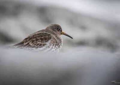 Fjæreplytt - Norge, Bygdøy 14.03.2026