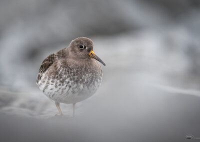 Fjæreplytt - Norge, Bygdøy 14.03.2026