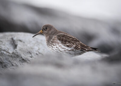 Fjæreplytt - Norge, Bygdøy 14.03.2026