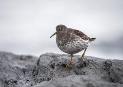 Fjæreplytt - Norge, Bygdøy 14.03.2026