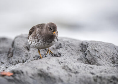Fjæreplytt - Norge, Bygdøy 14.03.2026