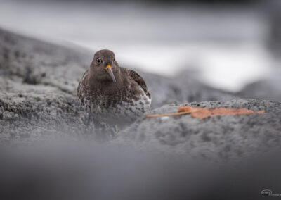 Fjæreplytt - Norge, Bygdøy 14.03.2026