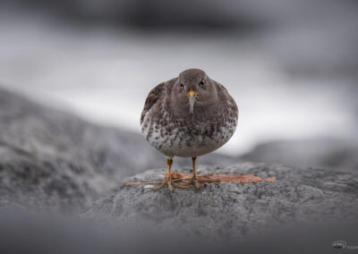 Fjæreplytt - Norge, Bygdøy 14.03.2026