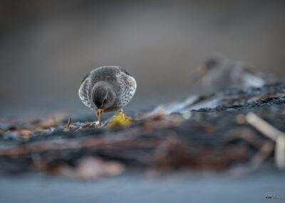 Fjæreplytt - Norge, Bygdøy 14.03.2026