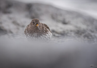 Fjæreplytt - Norge, Bygdøy 14.03.2026