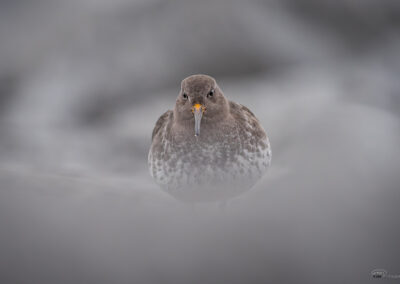 Fjæreplytt - Norge, Bygdøy 14.03.2026