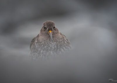 Fjæreplytt - Norge, Bygdøy 14.03.2026