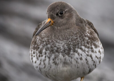 Fjæreplytt - Norge, Bygdøy 14.03.2026