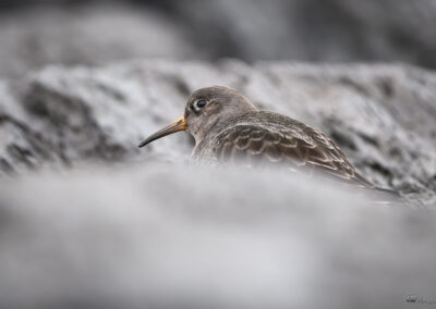Fjæreplytt - Norge, Bygdøy 14.03.2026