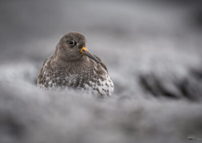 Fjæreplytt - Norge, Bygdøy 14.03.2026