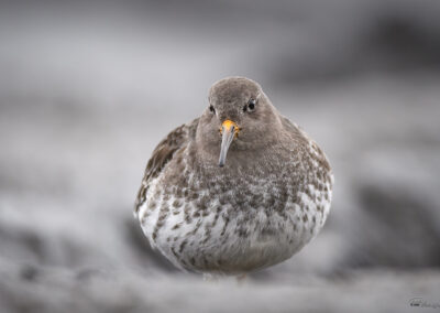 Fjæreplytt - Norge, Bygdøy 14.03.2026