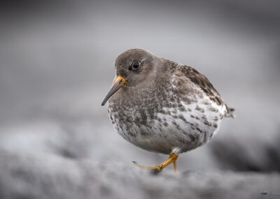 Fjæreplytt - Norge, Bygdøy 14.03.2026
