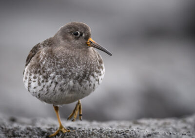 Fjæreplytt - Norge, Bygdøy 14.03.2026