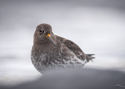 Fjæreplytt - Norge, Bygdøy 14.03.2026