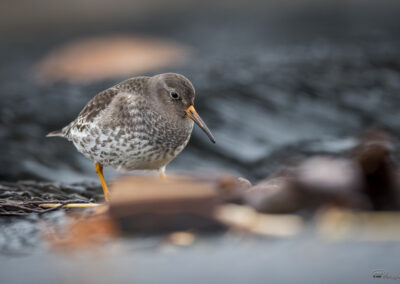 Fjæreplytt - Norge, Bygdøy 14.03.2026