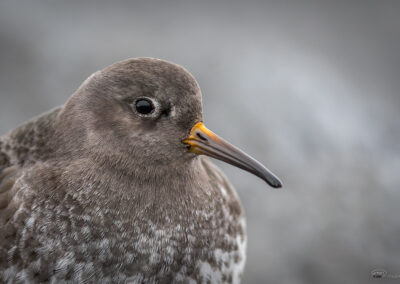 Fjæreplytt - Norge, Bygdøy 14.03.2026