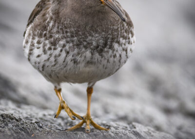 Fjæreplytt - Norge, Bygdøy 14.03.2026