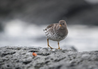 Fjæreplytt - Norge, Bygdøy 14.03.2026