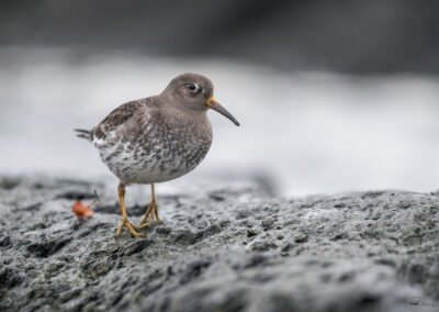 Fjæreplytt - Norge, Bygdøy 14.03.2026
