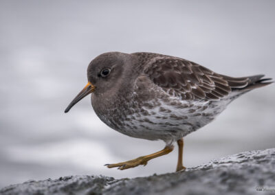 Fjæreplytt - Norge, Bygdøy 14.03.2026