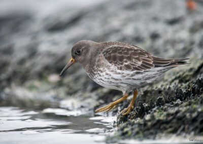 Fjæreplytt - Norge, Bygdøy 14.03.2026