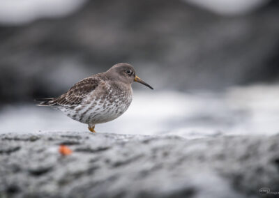 Fjæreplytt - Norge, Bygdøy 14.03.2026