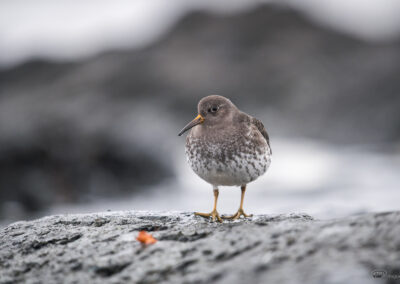 Fjæreplytt - Norge, Bygdøy 14.03.2026