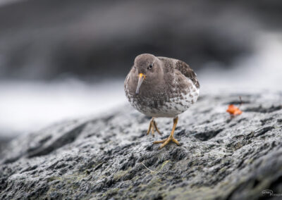 Fjæreplytt - Norge, Bygdøy 14.03.2026
