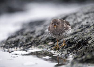 Fjæreplytt - Norge, Bygdøy 14.03.2026