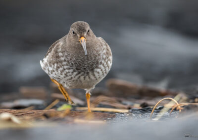 Fjæreplytt - Norge, Bygdøy 14.03.2026