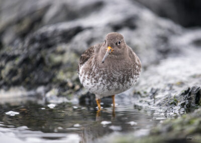 Fjæreplytt - Norge, Bygdøy 14.03.2026
