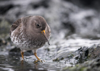 Fjæreplytt - Norge, Bygdøy 14.03.2026
