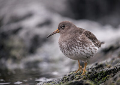 Fjæreplytt - Norge, Bygdøy 14.03.2026