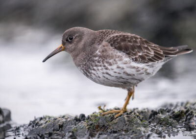 Fjæreplytt - Norge, Bygdøy 14.03.2026