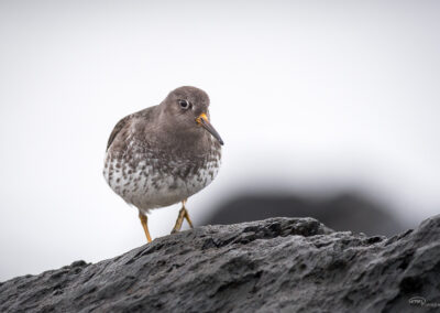 Fjæreplytt - Norge, Bygdøy 14.03.2026