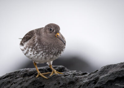 Fjæreplytt - Norge, Bygdøy 14.03.2026