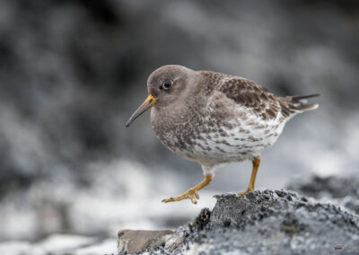 Fjæreplytt - Norge, Bygdøy 14.03.2026