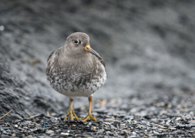 Fjæreplytt - Norge, Bygdøy 14.03.2026