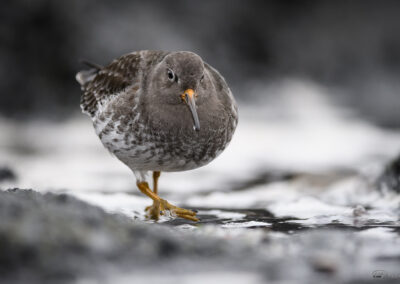 Fjæreplytt - Norge, Bygdøy 14.03.2026